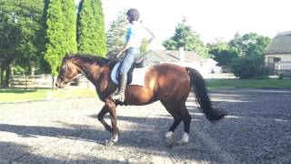 August 17, 2016 - warm up - hind suspensory rehab
