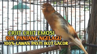 Download lagu kenari gacor panjang Cuit Cuit EMOSI, Pancingan Kenari Paud Belajar Bunyi, terapi AMPUH Kenari MACET mp3 Download lagu kenari gacor panjang Cuit Cuit EMOSI, Pancingan Kenari Paud Belajar Bunyi, terapi AMPUH Kenari MACET mp3