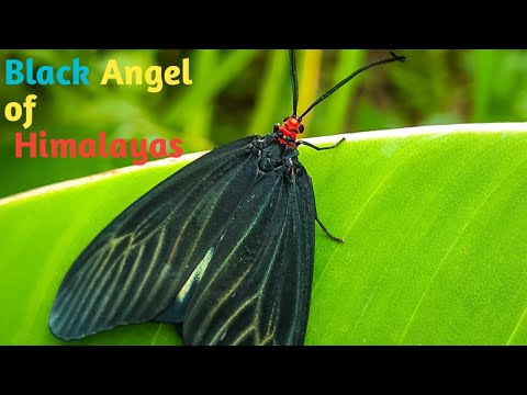 Black Angel  of Himalayas ! | Amazing Moth Life Cycle | Gynautocera Papilionaria