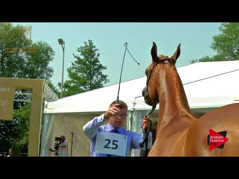 N.25 PREGOLA - 2017 Pride Of Poland - 2 Years Old Fillies (Class 2B)