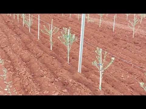 SUPER INTENZIVNI MASLINIK - Umag nakon 1.godine od sadnje