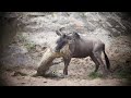 Male Leopard Kills Wildebeest