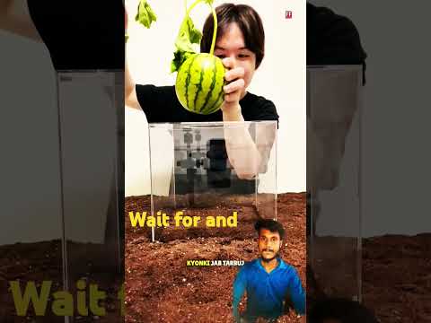 square watermelon 🍉🧐 #watermelon #facts #trending #viralshort #video #shorts #new