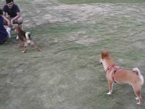 柏林遊(原發表者:阿憨拔)(相簿)