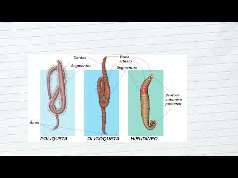 moluscos e anelídeos