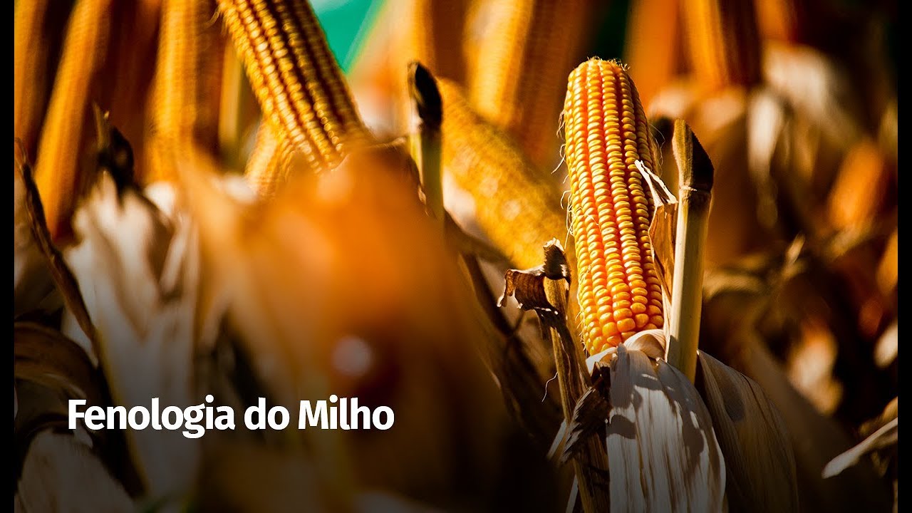 Fenologia do Milho