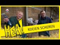 Gebroeders Douwes in het haar op Schier | HEA!