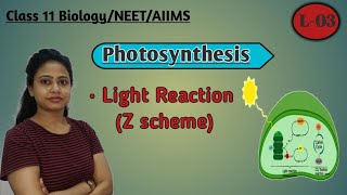 Photosynthesis | L-03 |Light Reaction | Z scheme |photochemical phase |Class 11 Biology |NEET| AIIMS