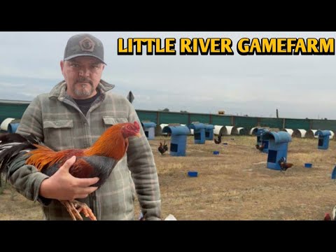 Asil Kelso Yellow leg hatch - LITTLE RIVER FARM