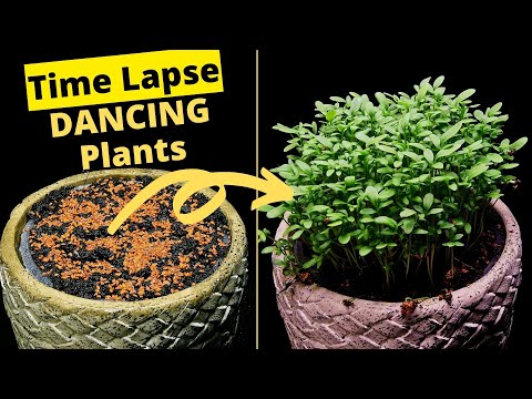Growing Cress Microgreens Time Lapse (6 Days)