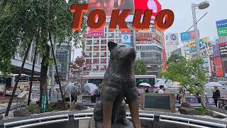 Tokyo East Side Hotel Kaie. 3D-Кот. TeamLab Planets TOKYO DMM. Сэнсо-дзи. Рынок 