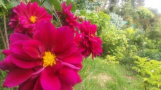 ORACIÓN POR LOS ENEMIGOS