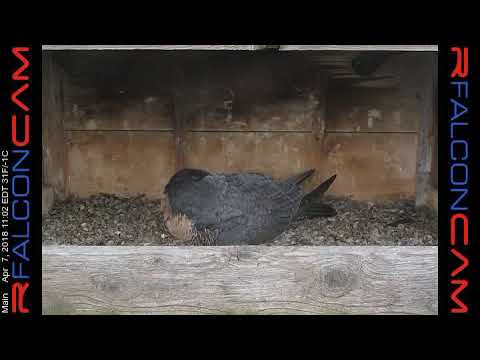 Main Camera - 04/07/18