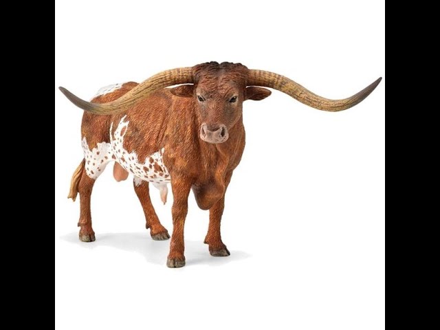 Vídeo relacionado con Collecta Toro Texano Cuernos Largos - XL - 88925 Figura Coleccionable (Deqube 90188925)