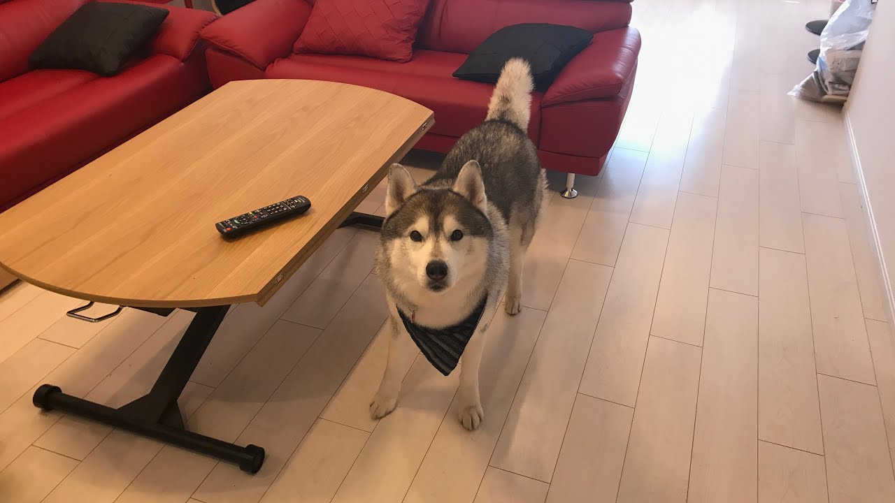 新居に引っ越したシベリアンハスキー