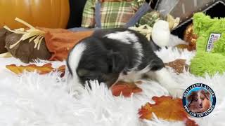 Video preview image #1 Miniature Australian Shepherd Puppy For Sale in GRANBURY, TX, USA