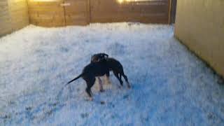 puppies in the snow. Great Danes 3 months old