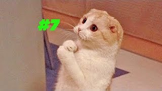 Смешные коты и котики, приколы про котов до слез - Смешные кошки #7