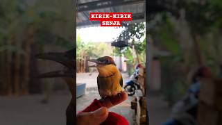 Download lagu kirik-kirik senja #birds #krikkriksenja #freefly mp3 Download lagu kirik-kirik senja #birds #krikkriksenja #freefly mp3