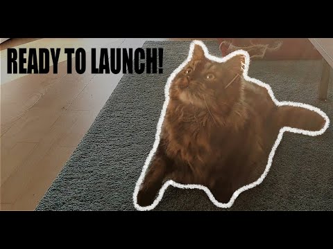 Gizmo Is Playing Weird || Maine Coon With Hip Dysplasia ||