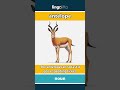 antelope - a fast-running animal with ... video thumbnail