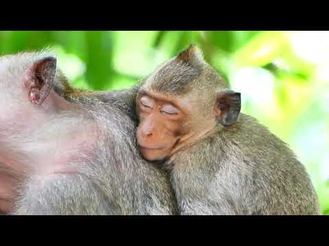 Poor Mother Monkey Arina brings Baby to relax on the high tree