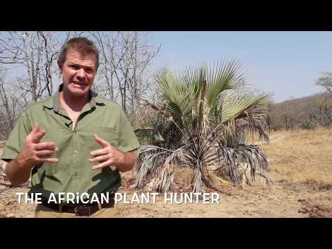 Ilala Palm - the African Booze Tree