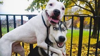 Funny Dog Videos: The most ever funny dogs Videos Prepare to be entertained by the most dramatic and hilarious dogs on the