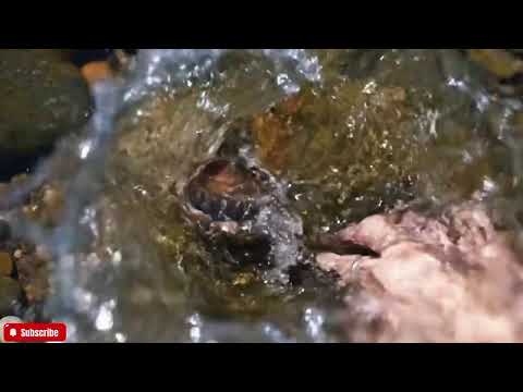 🔴 The FRESHEST Abalone ASMR You'll Ever See | Close-Up Visuals & Natural Ocean Sounds