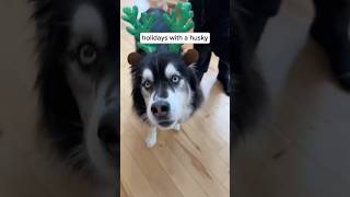 holidays with a husky are hectic #husky #dogvideos