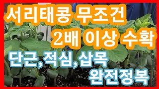 서리태콩 무조건2배이상 수확 완전꿀팁~서리태콩 심는시기,파종시기,서리태재배 단근,적심,삽목