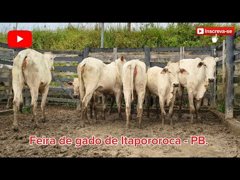 FEIRA DO GADO DE ITAPOROROCA - PB. ✅08/06/2026✅