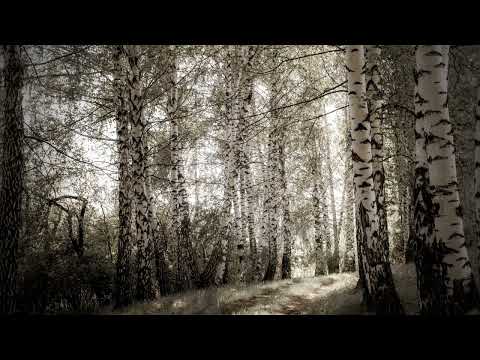 Nada Vodenicar Široko je lišće orovo