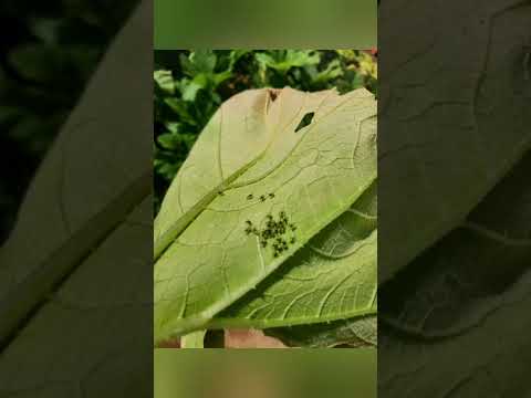 Gardening: Pest and Pollinators! What lives on my plants?(part 3)Squash bugs Mating, eggs, & babies