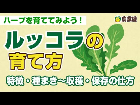 園芸 一年草ルッコラの育て方と使い方は?