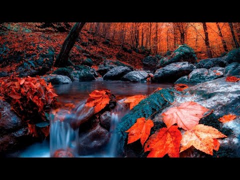 Relaxing River Sounds - Peaceful Forest River - 12 Hours Long - Black Screen  - Nature Video