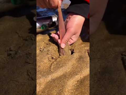 這う動物 ~例と特徴~