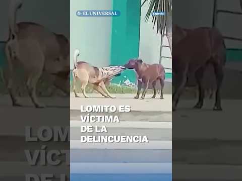 ¡ASALTO A PATA ARMADA! Perro roba suéter a otro lomito y se hace viral #shorts



















