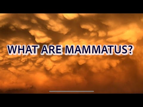 WHAT ARE MAMMATUS?!