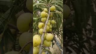 Download lagu Amla farming||amla tree|| amla plant|| amla harvesting|| mp3 Download lagu Amla farming||amla tree|| amla plant|| amla harvesting|| mp3