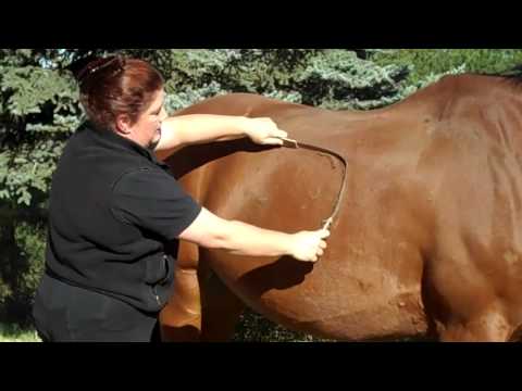 USING SHEDDING COMBS with Michelle Binder and Acapulco