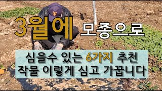 3월에 모종으로 심을 수 있는 6가지 작물 이렇게 심고 가꿉니다! # 3월 텃밭 모종 심기 #3월 주말 농장…