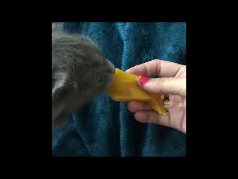 My cat likes to eat fruit :)
