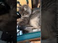 Cat kneads blanket inside suitcase