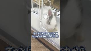 急に電池が切れたように眠くなる子うさぎの瞬間🐰