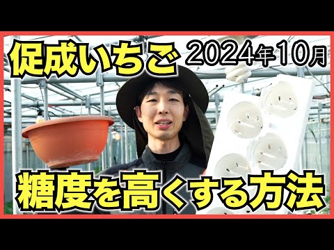 園芸 果樹園の植物