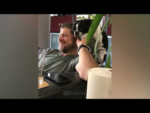 The funniest animals / Fun with cats and dogs 2022