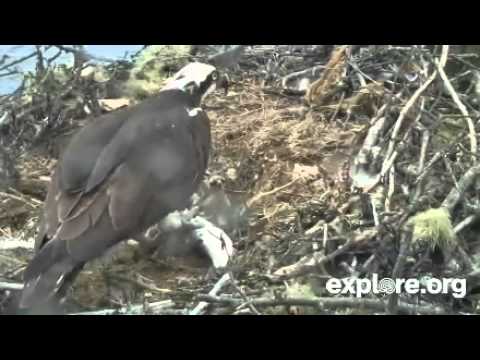 Osprey Chicks Dad Brings Big Fish 3pm