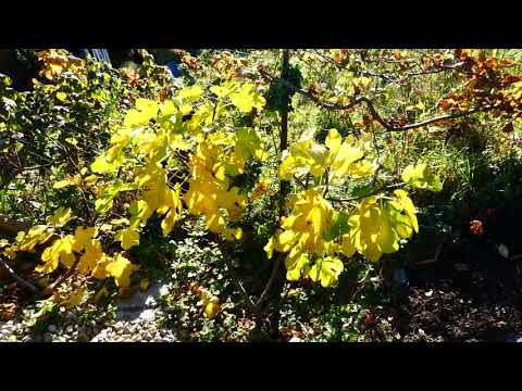 Feigen Blätter Garten Spaziergang. Hinaus in die Natur Lumix fz82 Digital Travel Virtueller Rundgang