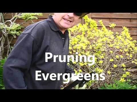 Pruning evergreens to encourage more blooms - Step one